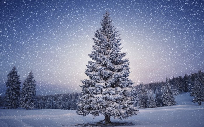 beautiful-christmas-tree-wallpapers-6